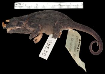 Media type: image;   Herpetology R-31346